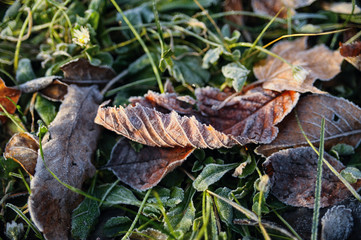 Mit Raureif bedeckte Blätter auf Wiese im Herbst