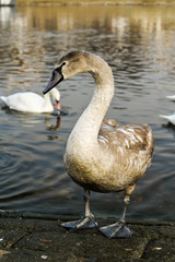 Jungschwan am Flussufer