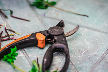 Plant pruner lies on the table close up