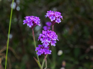 Mauve tiny flowers in nature
