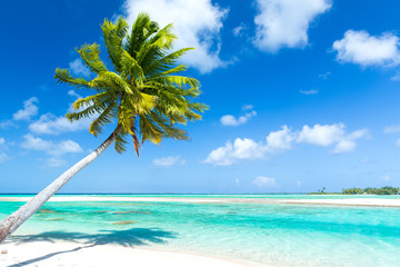 travel, seascape and nature concept - tropical beach with palm tree in french polynesia