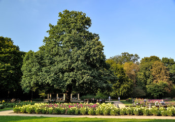 Baum im Großer Garten, Dresden, Sachsen, Deutschland, Europa