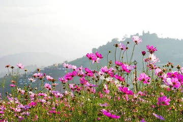 A colorful field of cosmos flower with mountain background