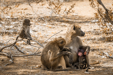 Chacma baboon family bonding in Kruger National park, South Africa