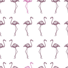 Hand drawn flamingo bordo and pink seamless white background