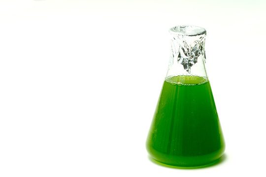 Marine Plankton Or Microalgae Culture Into  Erlenmayer Flask In Scientific Laboratory