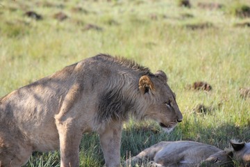 Afrika Botswana Natur Tiere