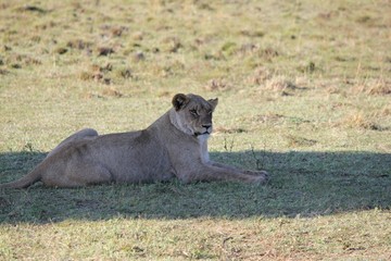Afrika Botswana Natur Tiere