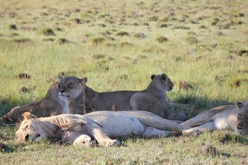 Afrika Botswana Natur Tiere