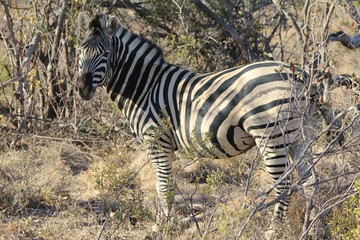 Afrika Botswana Natur Tiere