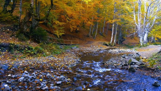 Autumn landscape with forest stream. Fall colors woodland nature background.