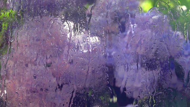 Summer garden view through rainy window close up. Panning of wet vertical transparent glass in slow motion. Amazing abstract natural background. High speed camera shooting.
