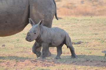 Obraz premium Afrika Botswana Natur Tiere