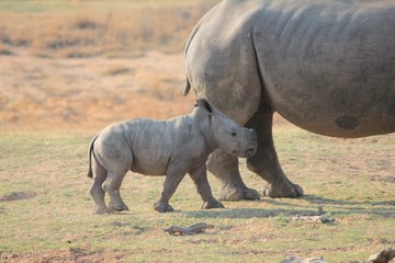 Fototapeta premium Afrika Botswana Natur Tiere
