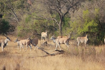 Afrika Botswana Natur Tiere