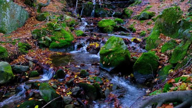 Autumn landscape with forest stream. Fall colors woodland nature background.