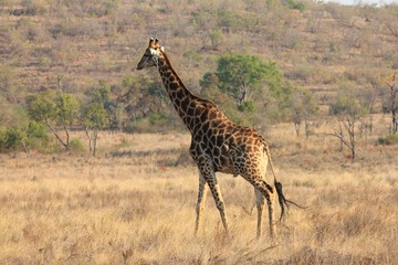 Afrika Botswana Natur Tiere