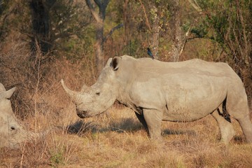 Fototapeta premium Afrika Botswana Natur Tiere