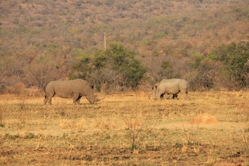 Obraz premium Afrika Botswana Natur Tiere
