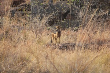 Afrika Botswana Natur Tiere