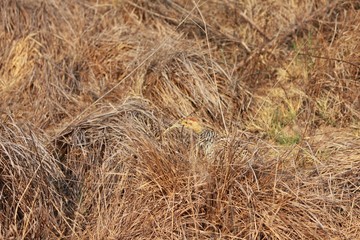 Afrika Botswana Natur Tiere