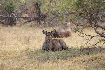Afrika Botswana Natur Tiere
