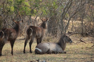 Afrika Botswana Natur Tiere