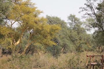 Afrika Botswana Natur Tiere