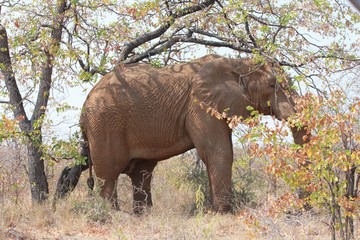 Afrika Botswana Natur Tiere