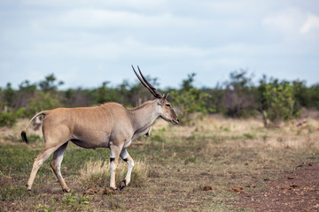 Naklejka na ściany i meble Common eland horned male walking in Kruger National park, South Africa ; Specie Taurotragus oryx family of Bovidae