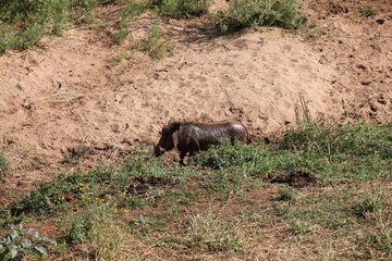 Afrika Botswana Natur Tiere