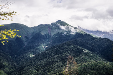 Alpine mountains, forests in the foothills