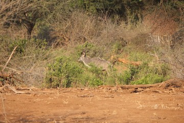 Afrika Botswana Natur Tiere