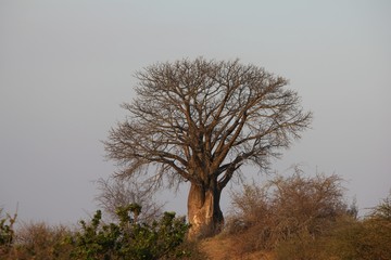 Afrika Botswana Natur Tiere