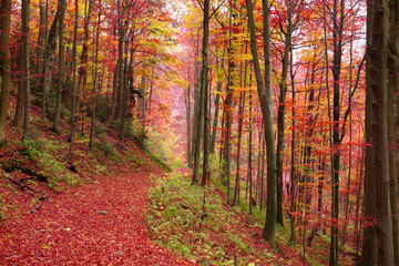 The road in the autumn beech forest.