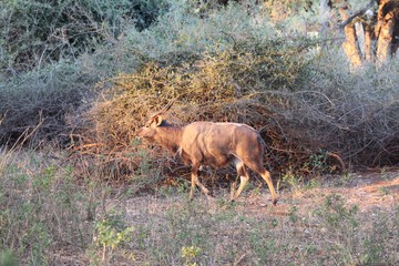 Afrika Botswana Natur Tiere