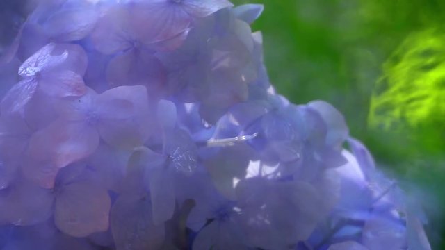 Panning of summer garden view through rainy window. Slow motion of wet blue and pink blooming hydrangea bush behind dripped defocused flat transparent glass. Amazing abstract natural background.