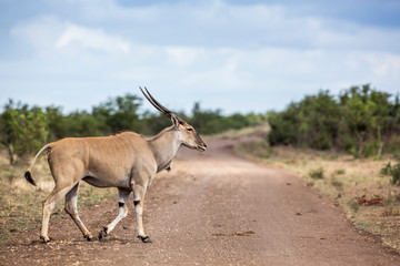 Common eland horned male crossing dirt road in Kruger National park, South Africa ; Specie Taurotragus oryx family of Bovidae
