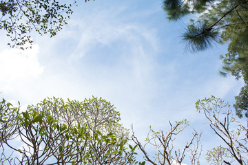 Frangipani tree flower on blue sky background