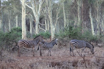 Afrika Botswana Natur Tiere