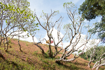 Fototapeta premium Frangipani tree flower on blue sky background