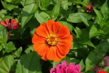 View of orange flower head of zinnia from above