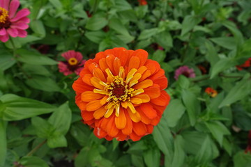 Zinnia elegans with double orange flower head