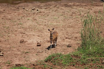 Afrika Botswana Natur Tiere
