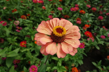 Close view of peach colored flower of zinnia