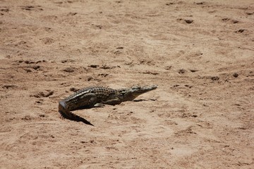 Afrika Botswana Natur Tiere