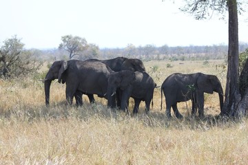 Afrika Botswana Natur Tiere