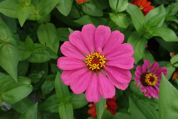 Top view of pink flower of zinnia elegans