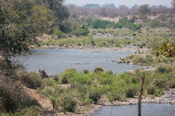 Afrika Botswana Natur Tiere