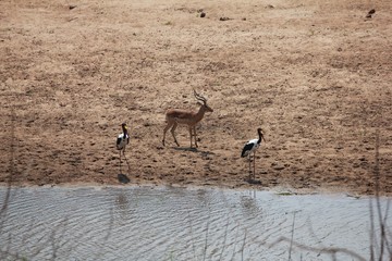 Afrika Botswana Natur Tiere